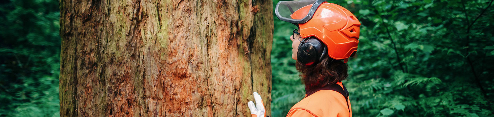 Baumkontrolleurin untersucht Baum
